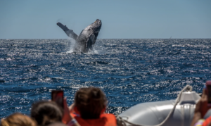 kona hawaii whale watching