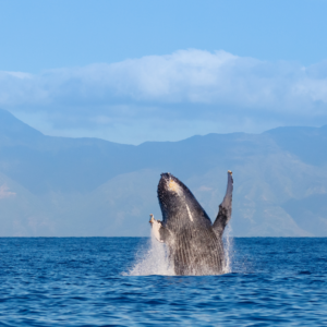 whale season hawaii