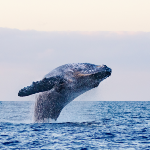 kona hawaii whale watching