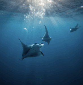 Kona Manta Ray Dives